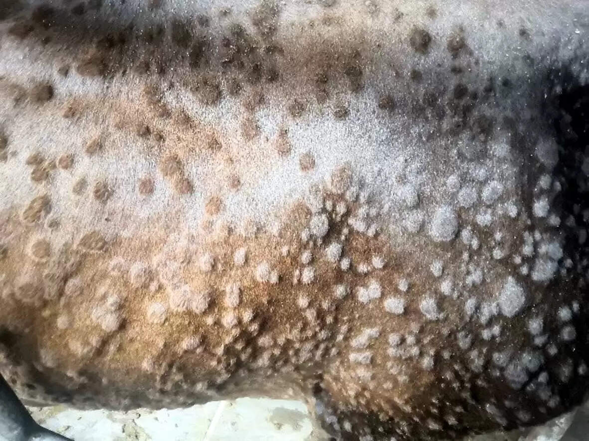 हरियाणा:कई जिलों के पशुओं में लंपी स्किन के मामले मिले