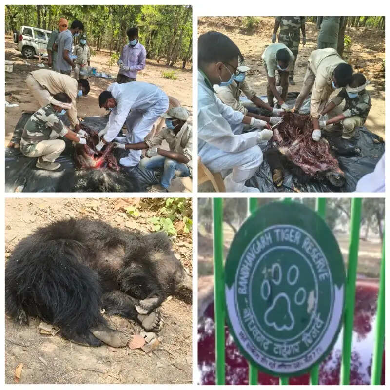 बांधवगढ़ टाइगर रिजर्व में मादा भालू की संदिग्ध मौत, पार्क प्रबंधन ने बताया प्राकृतिक मृत्यु