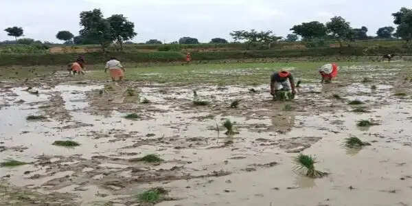 अनूपपुर: धीमी पड़ी मानसून की रफ्तार, बुआई पिछडी अब तक 1.20 लाख पर बुआई, 8 इंच कम वर्षा
