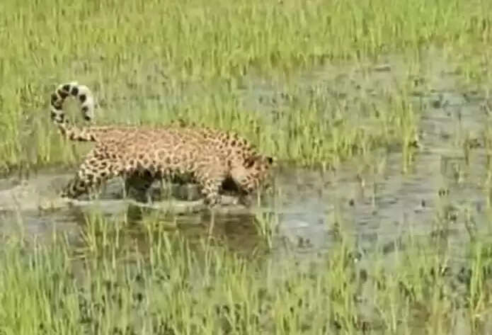 जंगल से भटक कर खेत में पहुंचा शावक तेंदुआ