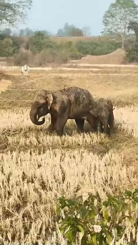 जंगली हाथी ने आदिम जनजाति युवक की ले ली जान