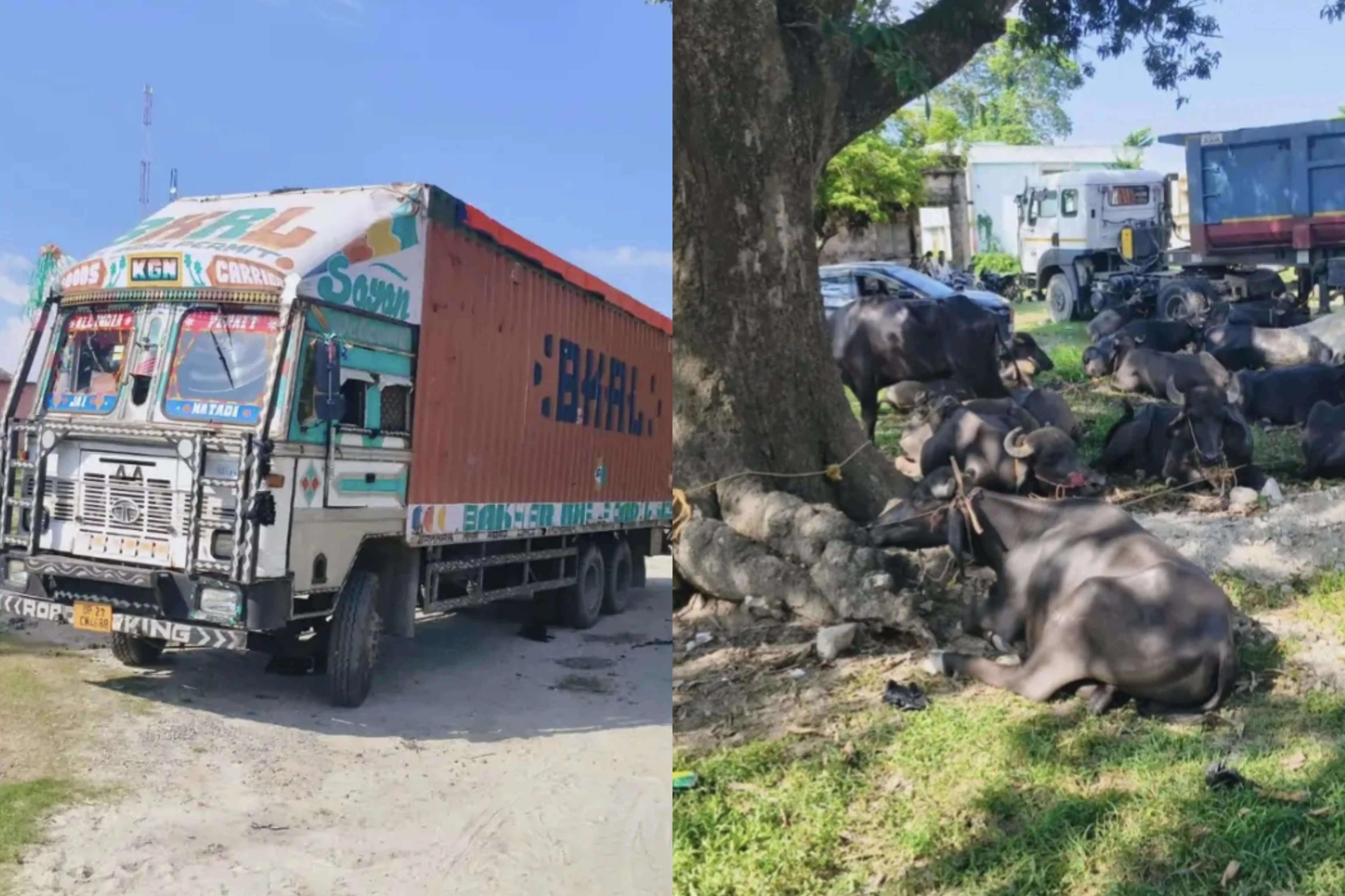 बहादुरगंज में कंटेनर से 34 मवेशी बरामद, एक तस्कर गिरफ्तार, चालक फरार