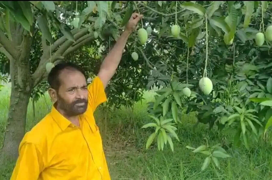 राष्ट्रपति और प्रधानमंत्री तक पहुंचेगा भागलपुर का जर्दालू आम, तैयारी शुरू