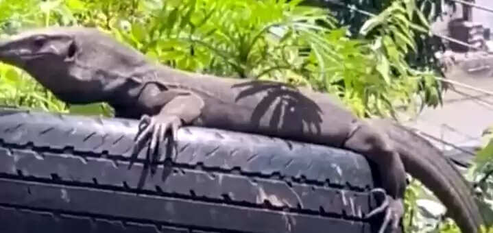 तल्लीताल क्षेत्र में दिख रहे छिपकली प्रजाति के विशाल गोह