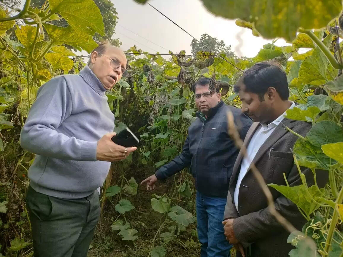 किसान ने खेत पर मटका विधि से मचान पर उगाई लौकी, कृषि निदेशक ने की सराहना