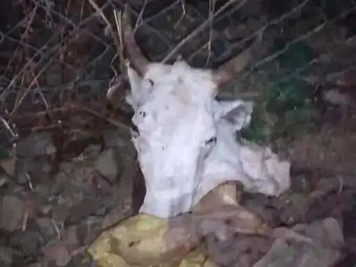 रतलाम:&nbsp;सैलाना में गौवंश के अवशेष मिलने से हड़कंप, जांच में जुटी पुलिस