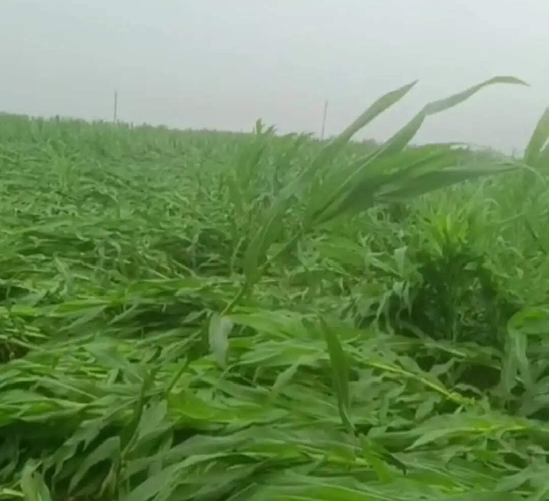 दियारा क्षेत्र में फसलों की तबाही, किसानों को मुआवजे आस