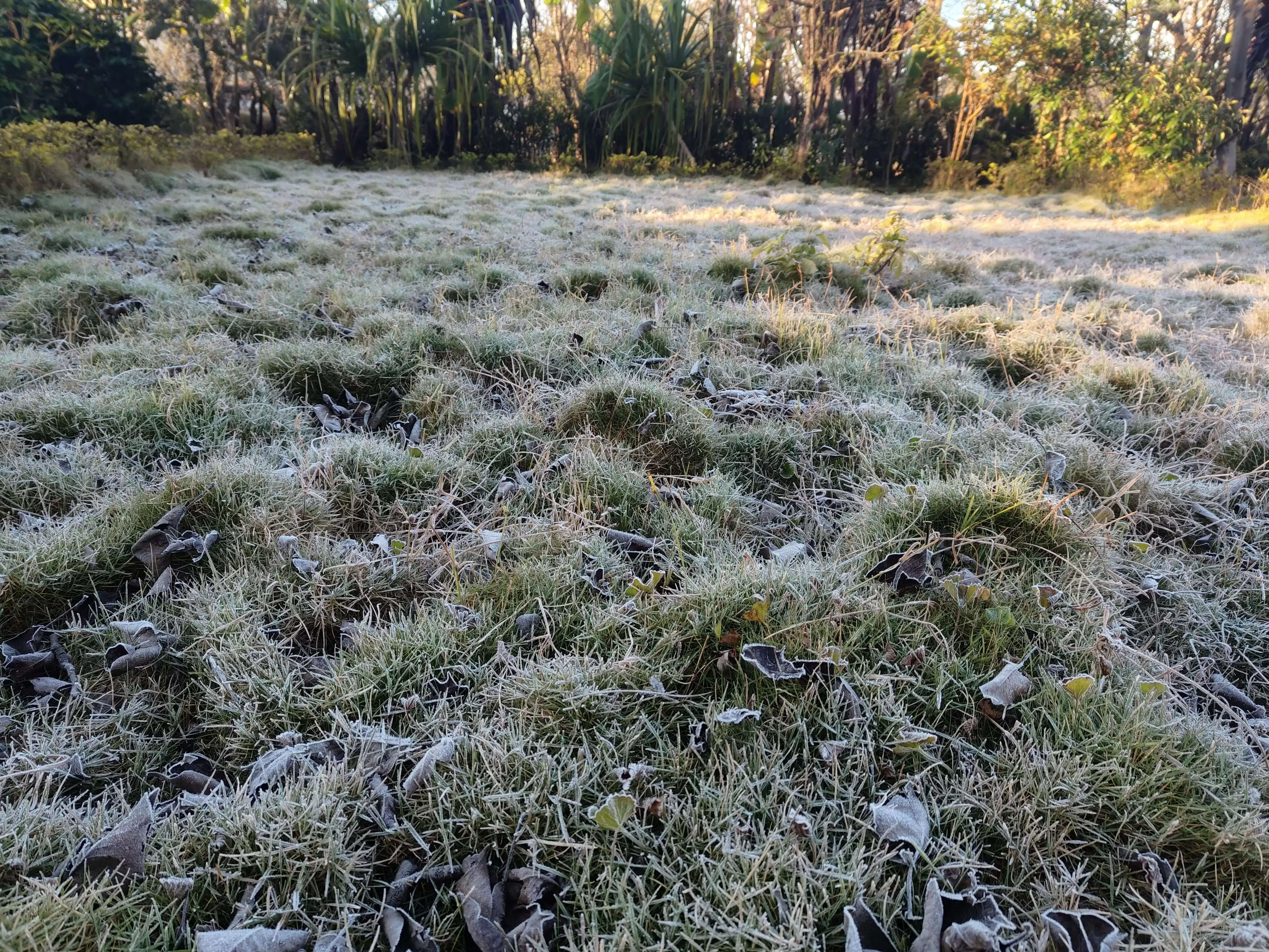 अनूपपुर: अमरकंटक में कड़ाके की ठंड, ओस की बूंदों से जमी बर्फ की चादर