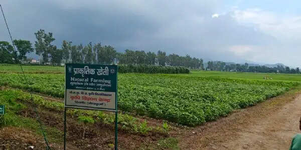 सिरमौर में शुरू हो रहा ‘खेत बचाओ अभियान’, खेतों में उतरेंगे वैज्ञानिक