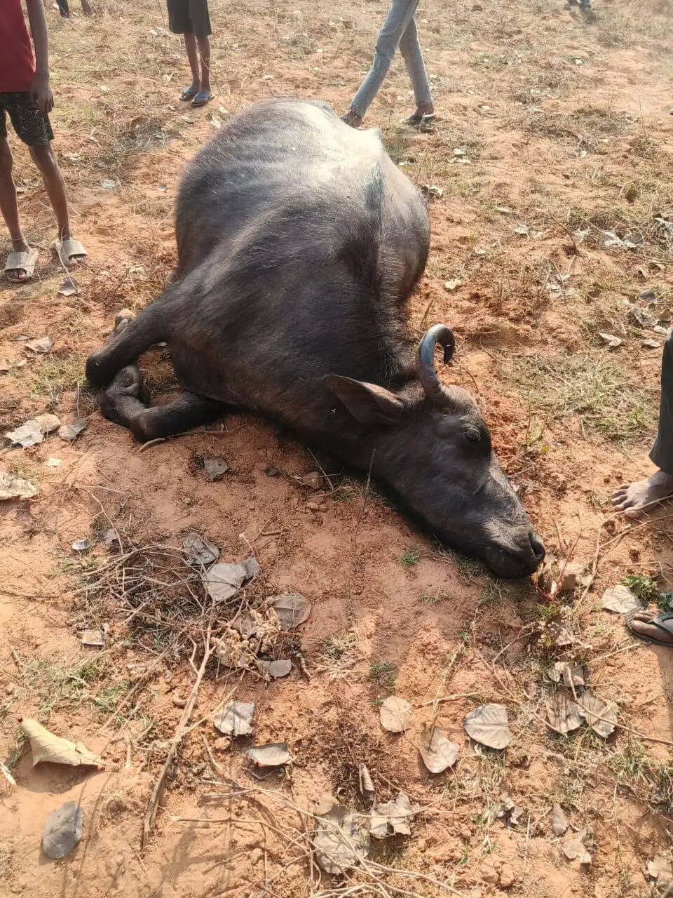 सीवान में रहस्यमय मौत : एक साथ 10 भैंसों के ढेर होने से हड़कंप, जांच शुरू