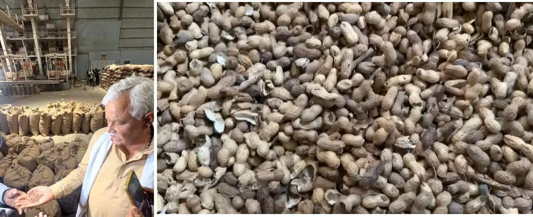 बीज माफियाओं पर किरोड़ी का बड़ा प्रहार: चौमूं में नकली मूंगफली बीज फैक्ट्री का भंडाफोड़