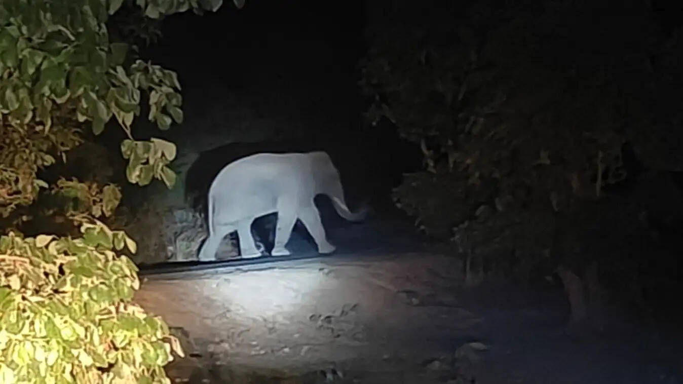 शहडोल: छत्तीसगढ़ से झुंड से बिछड़कर तेंदूटोला क्षेत्र के जंगल में पहुंचा जंगली हाथी, गांवों में मुनादी, टीमें तैनात