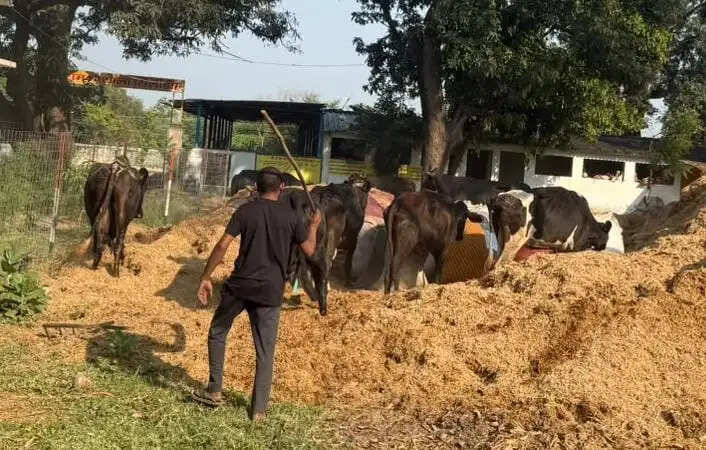 मरौद टोल प्लाजा के पास गो-तस्करी का भंडाफोड़, 10 गायों को कराया मुक्त