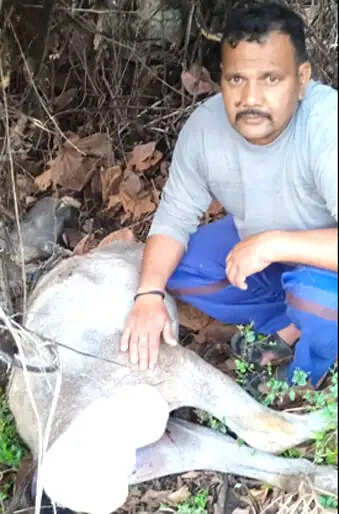 उत्तराखंड में जंगलों की क्षमता से कई गुना ज्यादा गुलदार, बढ़ रहा मानव-वन्यजीव संघर्ष