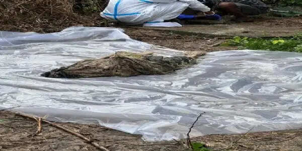 सेप्टिक टैंक से मिला महिला शव, लिव-इन पार्टनर पर हत्या का आरोप