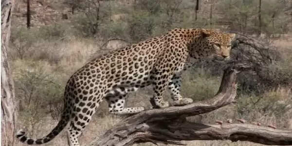 जयपुर में तेंदुए की गतिविधियों पर वन विभाग सतर्क