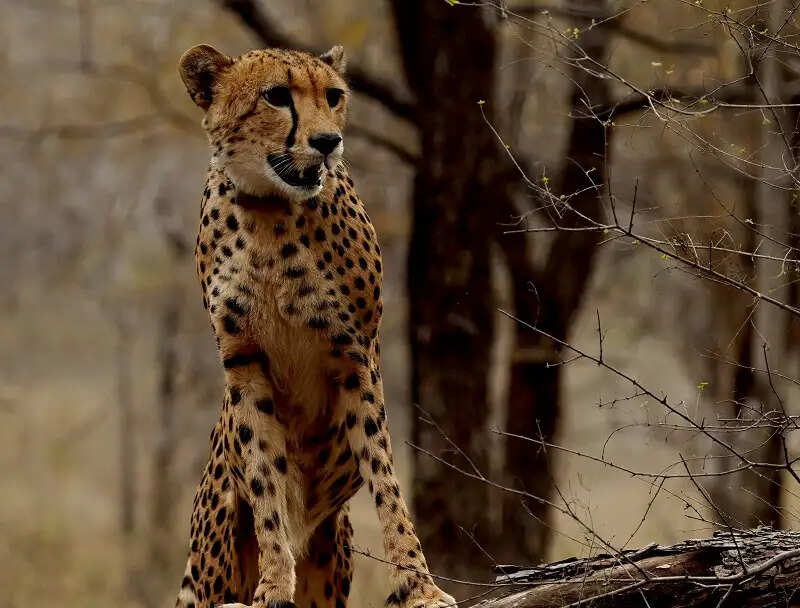 कूनो राष्ट्रीय उद्यान में जन्मी चीता ‘मुखी’ का तीसरा जन्म-दिन गौरव का क्षण : डॉ. मोहन यादव