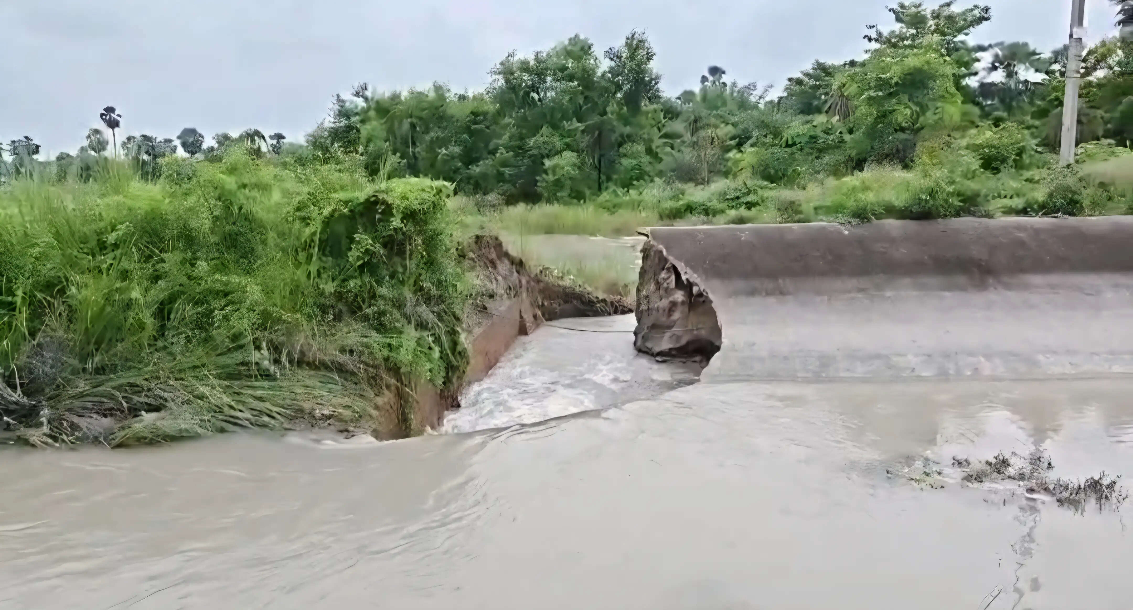 सारण के इसुआपुर में नहर का बांध टूटने से धान की फसल जलमग्न