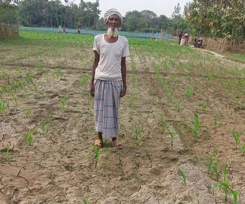 कृषि विभाग के मक्का बीज ने किसानों को दिया धोखा, 20-25 प्रतिशत ही हुआ अंकुरण