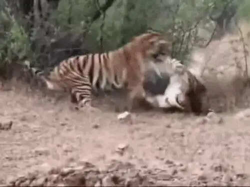 रणथंभौर में दो बाघिनों के लापता होने से हड़कंप, जंगल में चला सघन सर्च ऑपरेशन