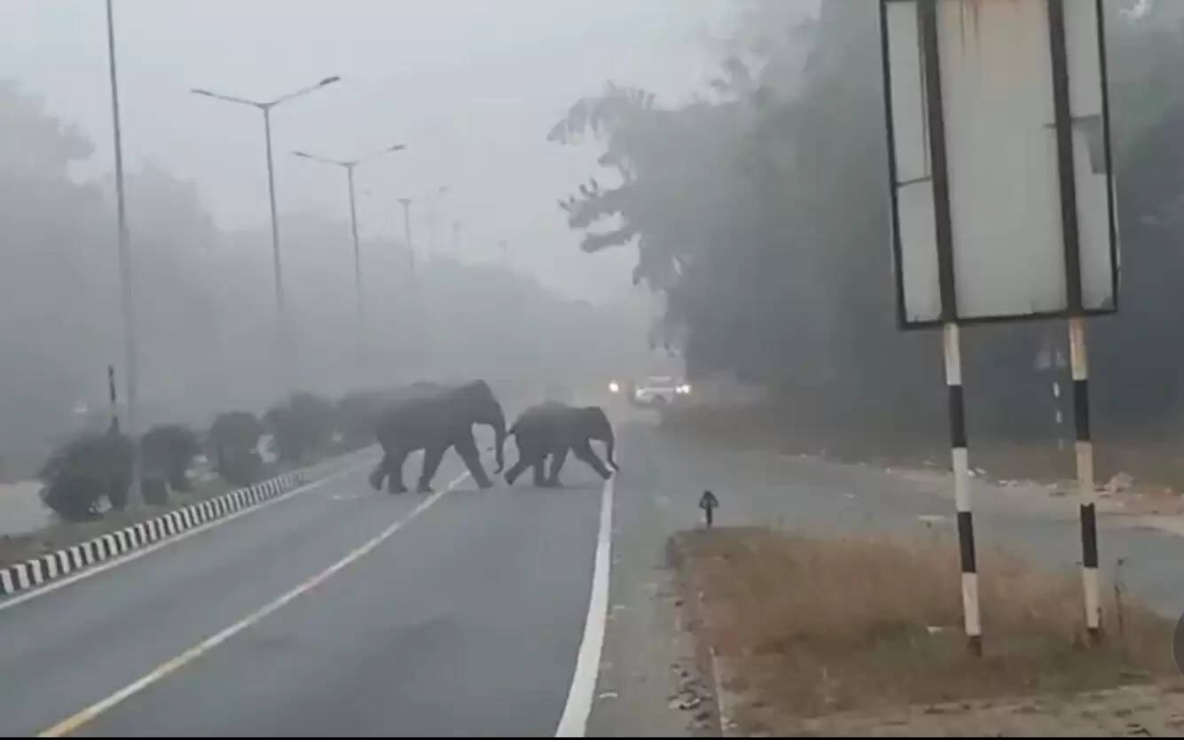 जंगल से निकलकर कर एनएच 33 पर पहुंचे हाथी, रुका गाड़ियों का पहिया