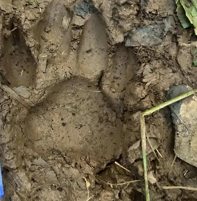 सुकमा जिला मुख्यालय के पास मुरतोंडा-तुंगलबांध के जंगल में मिले बाघ के पद चिन्ह