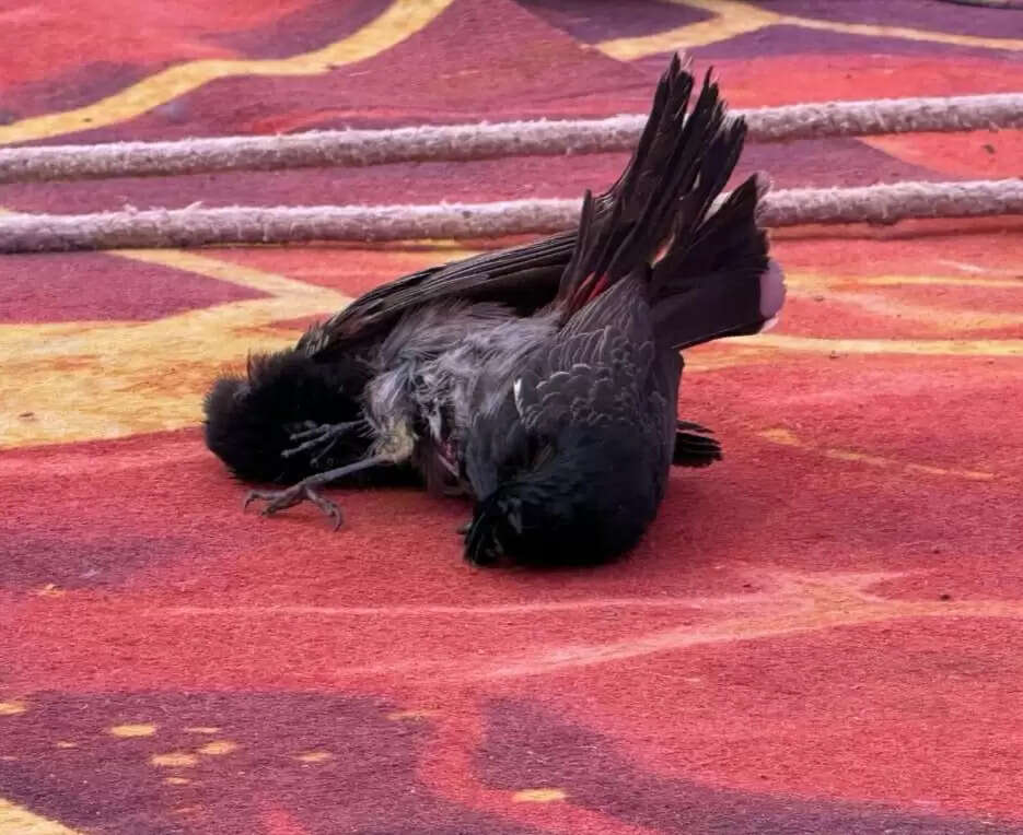 विंध्‍यधाम में बुलबुलों ने दंगल में ठोंकी ताल और विरोधी को कर दिया चित