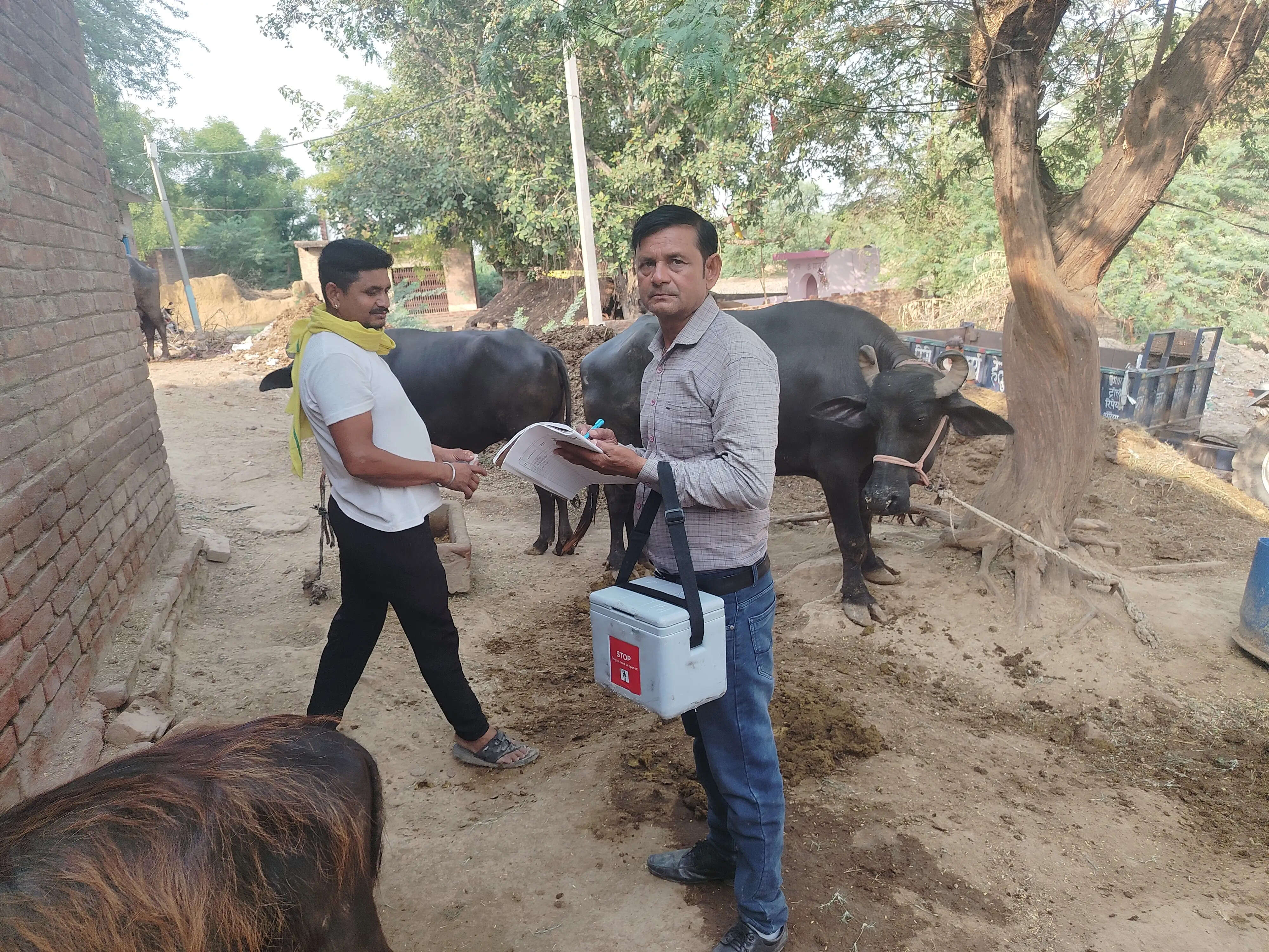 गांव-गांव पहुंची पशु सुरक्षा मुहिम, गला घोटू बीमारी से बचाव को लगाए गए टीके