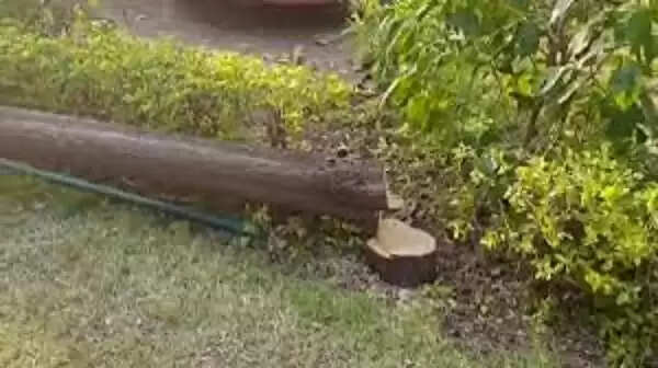 विधानसभा परिसर से चंदन के पेड़ चोरी करने का प्रयास, कांग्रेस ने सरकार को घेरा