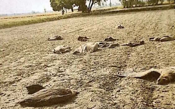 लखीमपुर में मिले 25 मृत गिद्ध, पांच बेहोश