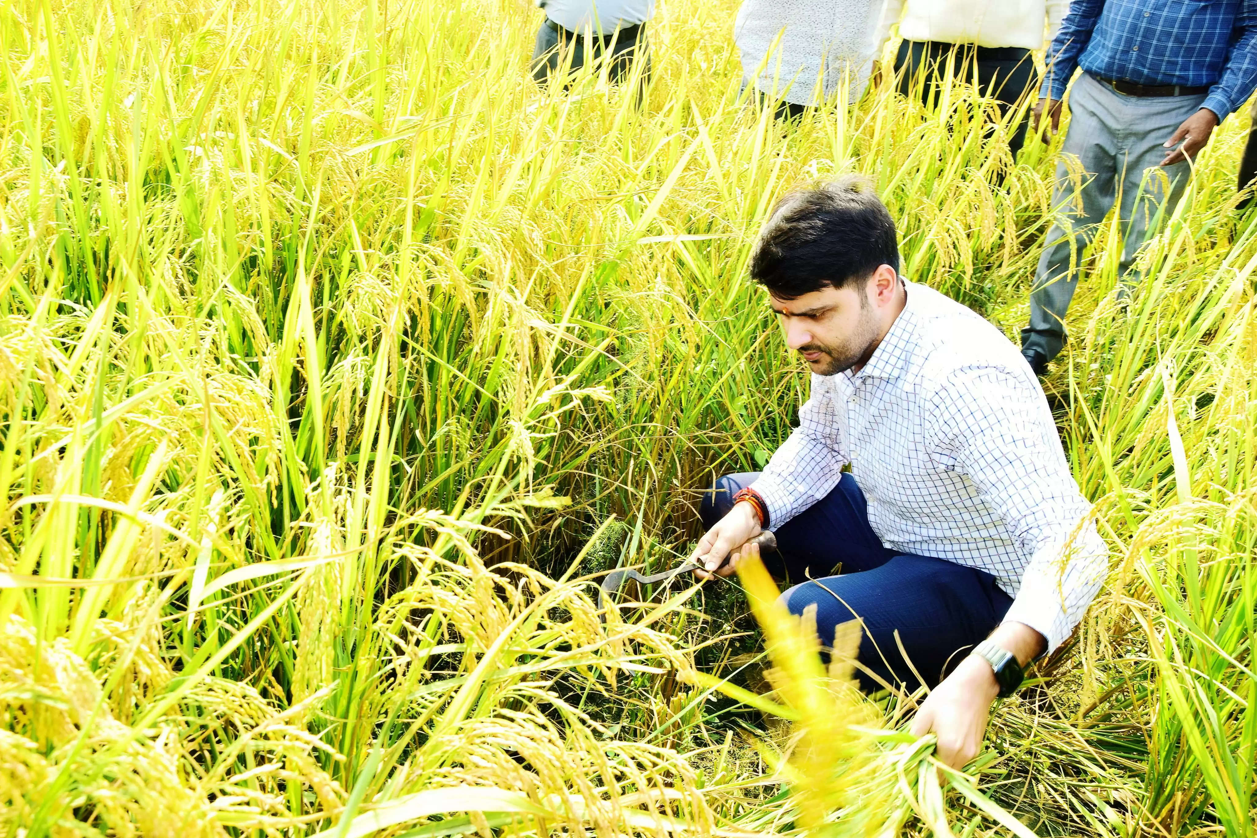 दरांती लेकर खुद धान की फसल काटने लगे सीडीओ