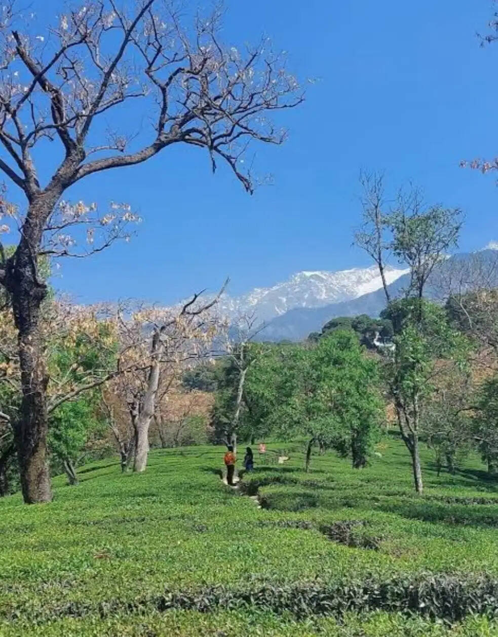 समय रहते हुई बारिश से खराब होने से बच गई 80 फीसदी चाय की फसल