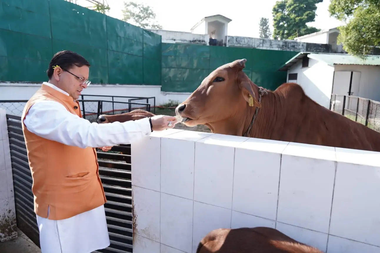 मुख्यमंत्री धामी ने की गायों की पूजा