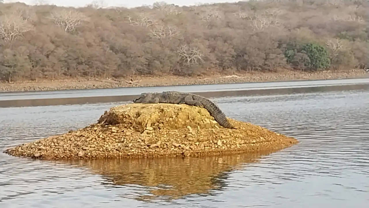 सरिस्का की तर्ज पर बस्सी सेंचुरी में शुरू होगी जंगल सफारी, वन्य जीवों को देखेंगे नजदीक से