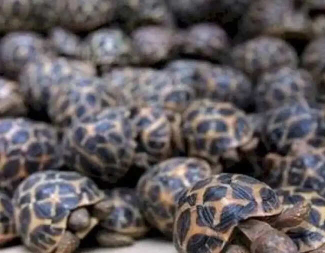 मप्रः रेल मार्ग से दुर्लभ प्रजाति के वन्यजीवों की तस्करी मामले में लखनऊ से मुख्य सरगना गिरफ्तार