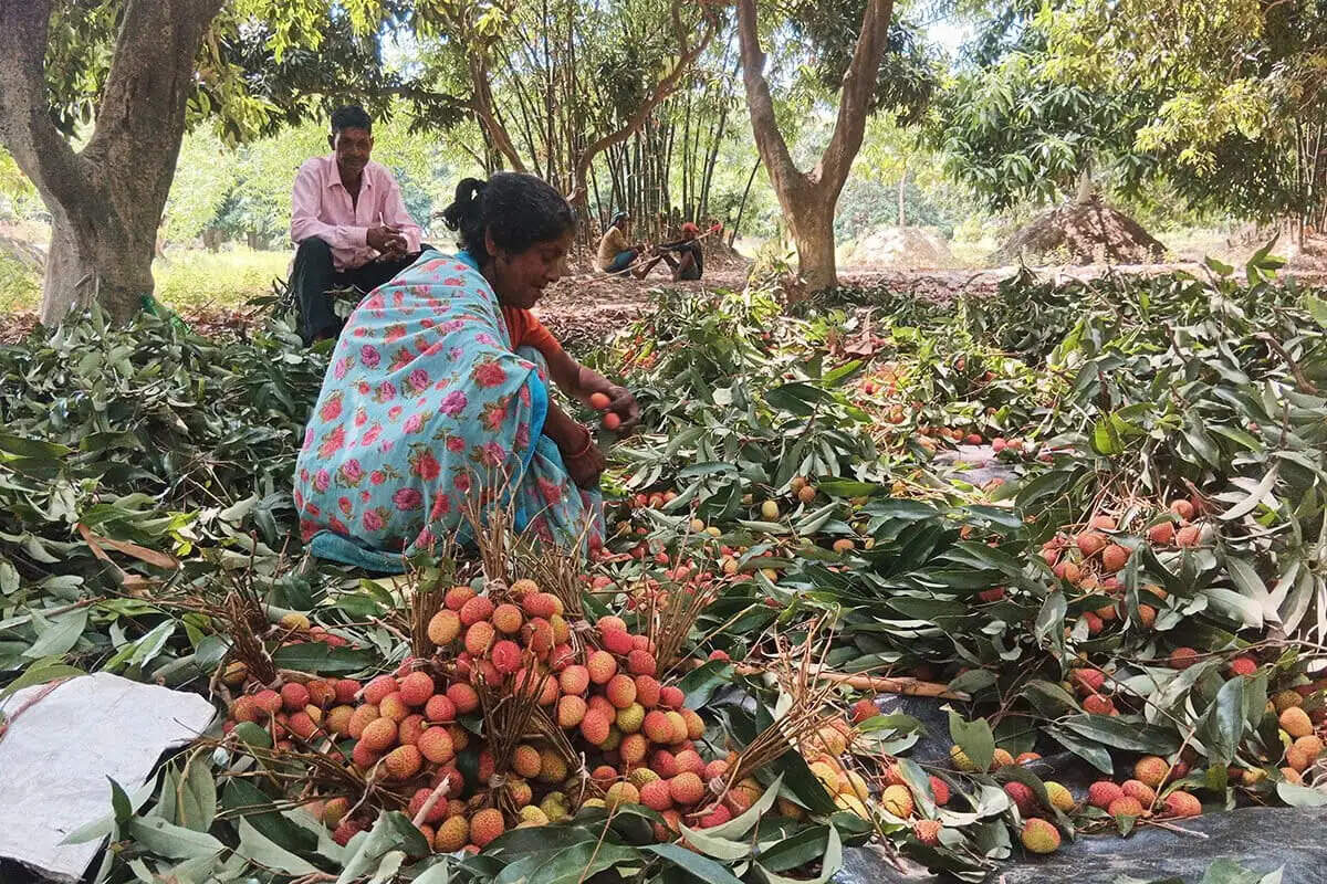 बिहार में लीची की फसल को खतरा, कृषि मंत्रालय ने किया टास्क फोर्स का गठन