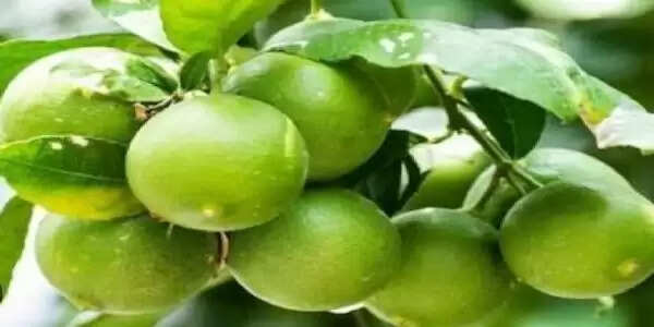 फलों को फटने से रोकने के लिए नेप्थलीन एसिटिक एसिड का करें छिड़काव: डॉ अरुण सिंह