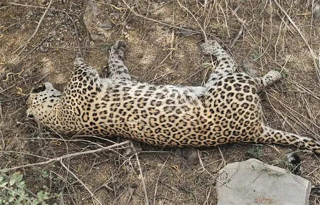 नारनौल में मोसनुता के पास मिला तेंदुए का शव