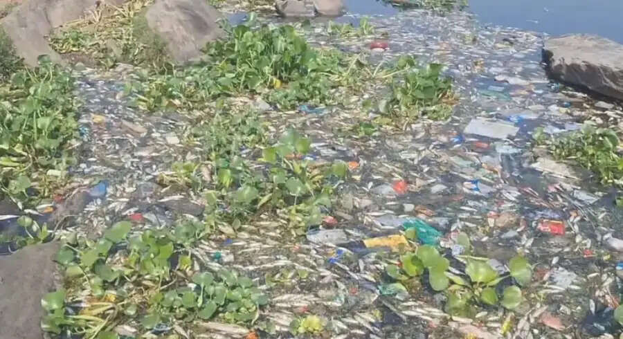 सुवर्णरेखा नदी में सैकड़ों मछलियों की रहस्यमयी मौत, प्रदूषण पर उठे सवाल