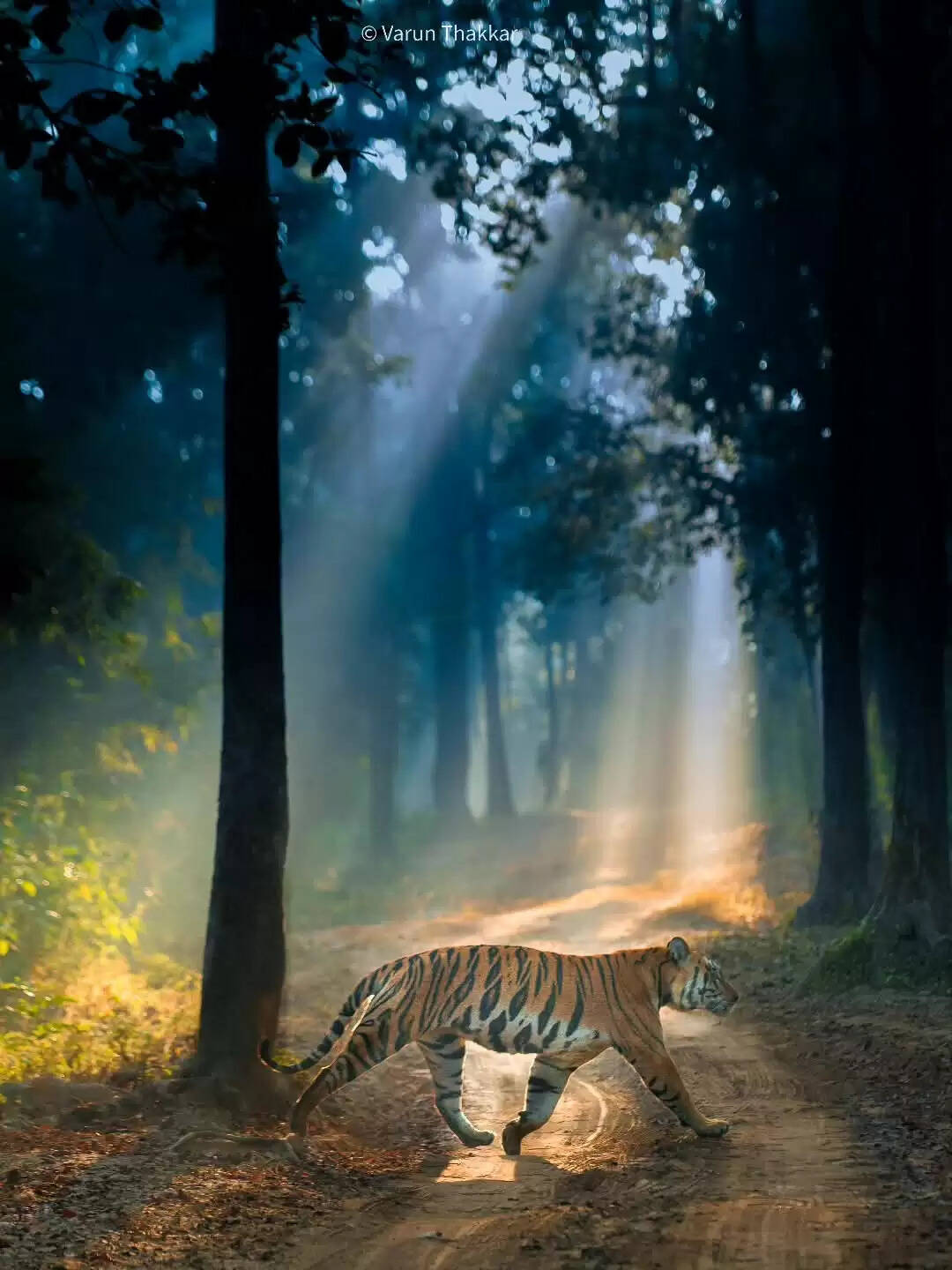 मंडला&nbsp;: सुबह की सुनहरी किरणों में नहाया कान्हा का शेर