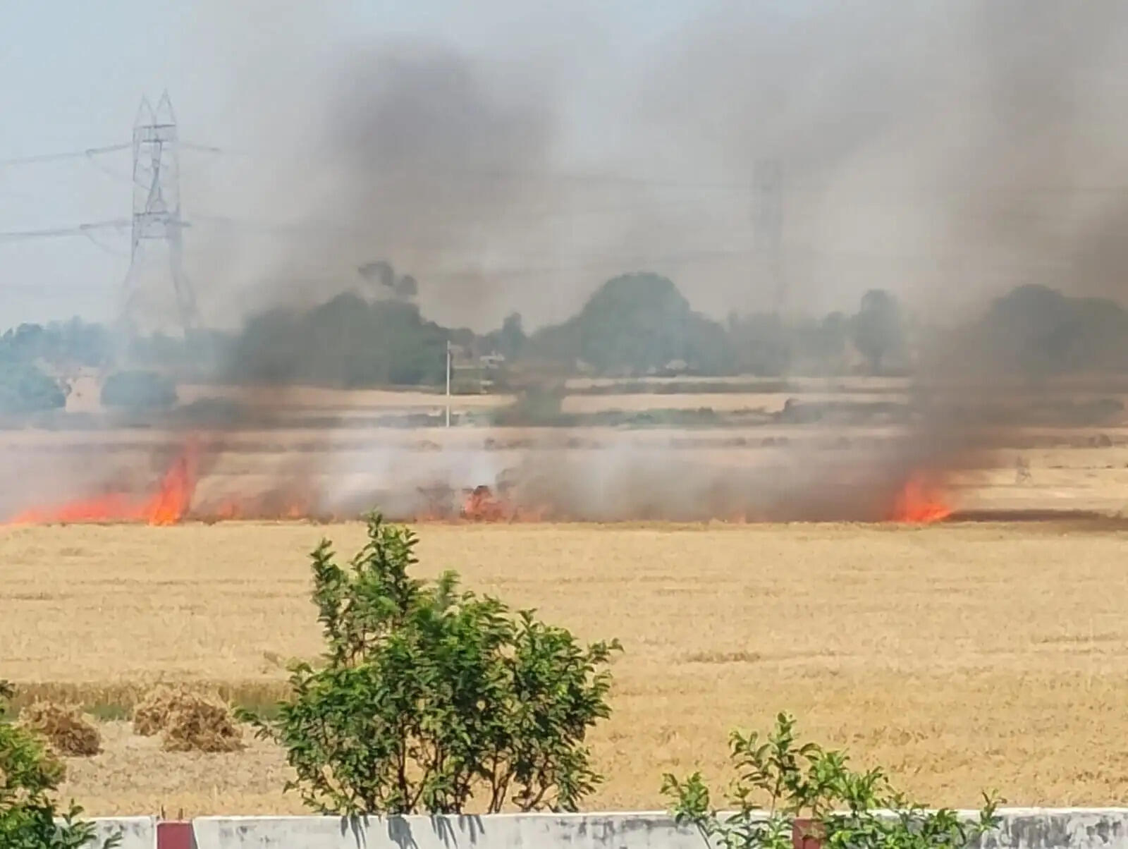 10 बीघा गेहूं जलकर राख, दमकल की देरी पर भड़के किसान