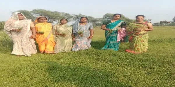 धमतरी मॉडल बना देश के लिए प्रेरणा: औषधीय खेती से महिलाओं की आर्थिक क्रांति, 500 एकड़ विस्तार का लक्ष्य
