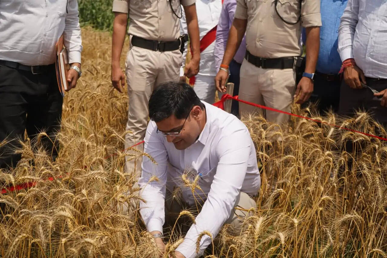 डीएम ने रबी गेहूं फसल कटनी प्रयोग का किया गया निरीक्षण