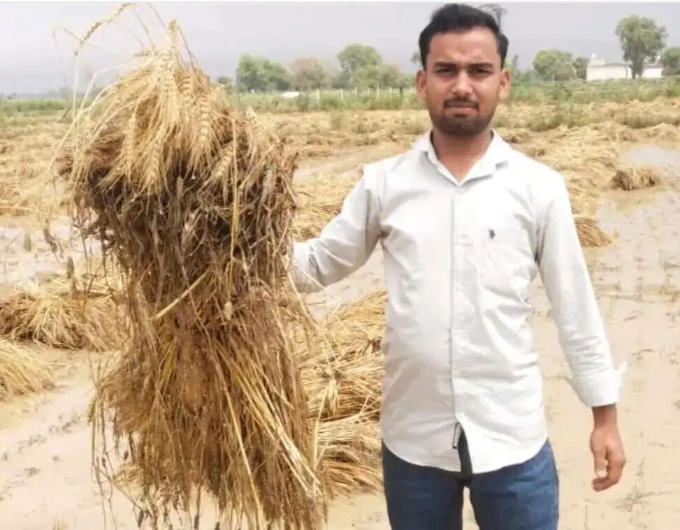 बेमौसम बारिश और ओलावृष्टि से हाथरस में किसानों की फसल भीगी, भारी नुकसान देख ग्रामीणों की बढ़ी परेशानी