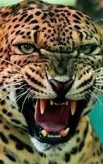 नर-भक्षी गुलदार ढेर,मुख्यमंत्री बोले- ग्रामीणों की सुरक्षा के लिए सरकार प्रतिबद्ध