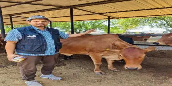 गो संरक्षण विशेष : यूके, यूएसए, ऑस्ट्रेलिया समेत 10 से अधिक देशों में बजा यूपी का डंका