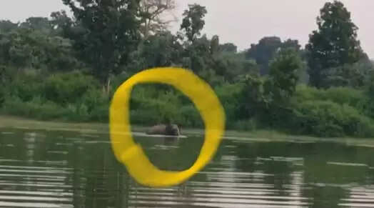 अनूपपुर: मप्र की सीमा पर फिर पहुंचा हाथी, रात अनूपपुर जिले में प्रवेश करने की बनी संभावना