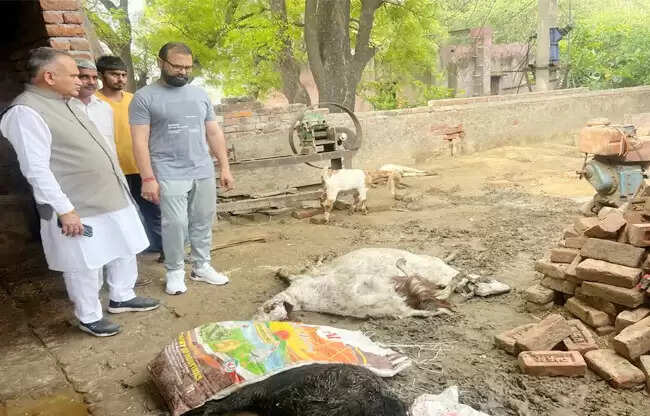 सोनीपत में आवारा कुत्तों ने एक दर्जन बकरियों काे मारा