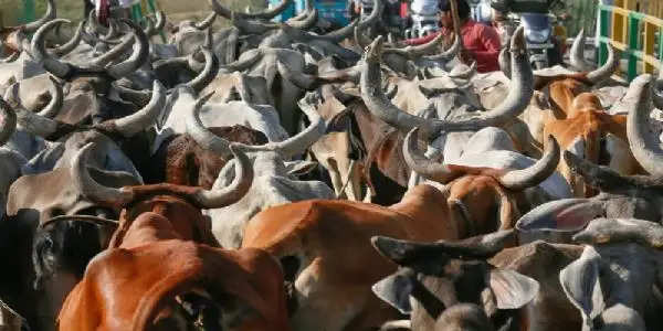 गौमाता को राष्ट्रमाता का दर्जा दिलवाने के लिए सोमवार को गो रक्षक पहुंचेंगे दिल्ली