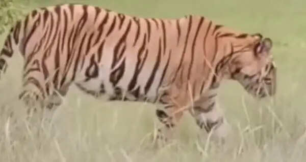 कटनी के बरही में फिर दिखा बाघ, ग्रामीणों में दहशत; केवलारी-बरमानी में वन विभाग ने बढ़ाई निगरानी